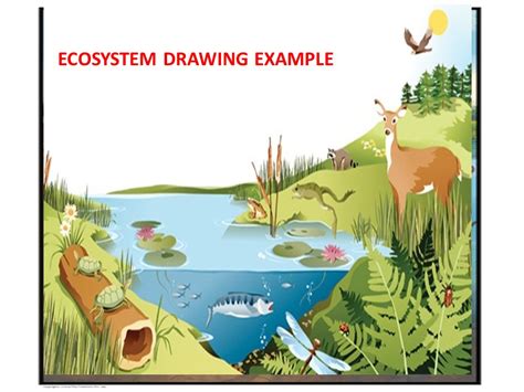 Ecosystem Drawing at GetDrawings | Free download