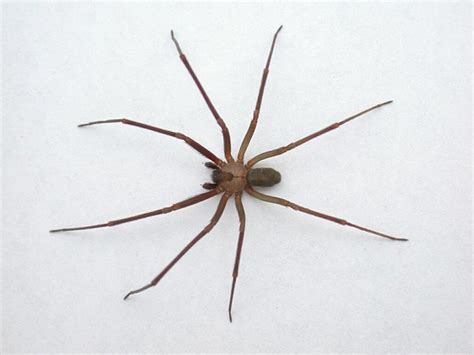 baby-brown-recluse-spider-size - The Martha's Vineyard Times