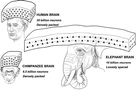 Elephant Brain