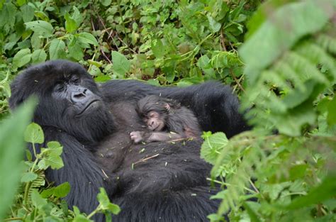 5TF: Gorilla Infancy - Dian Fossey Gorilla Fund - Infant Gorillas