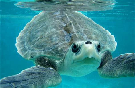 Kemp’s Ridley (Lepidochelys kempii) - Network for Endangered Sea Turtles