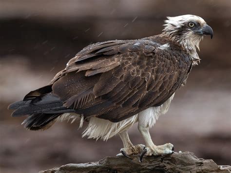 Osprey - eBird