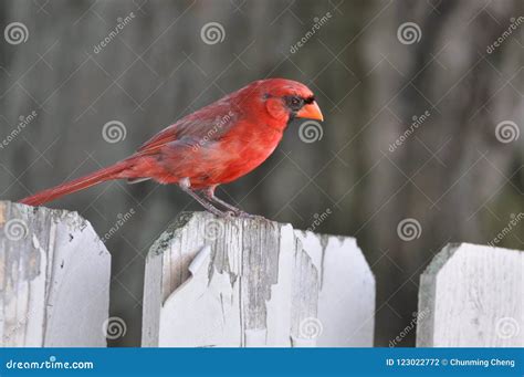 Northern Cardinal or Redbird or Common Cardinal in Ohio Stock Photo - Image of designed ...