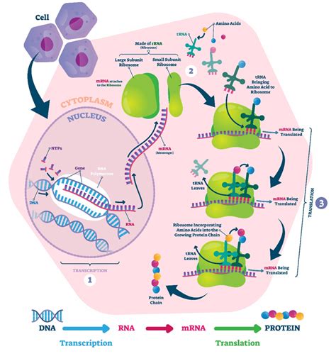 Protein Synthesis | GCSE Biology Revision