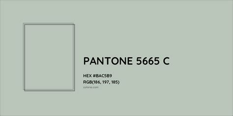 About PANTONE 5665 C Color - Color codes, similar colors and paints - colorxs.com