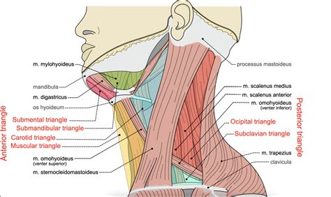 Module 24: Muscles and Triangles of the Neck – Anatomy 337 eReader