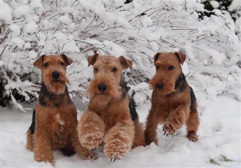 Welsh Terrier - Pictures, Information, Temperament, Characteristics, Rescue | Animals Breeds