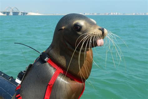 Navy Seals: Why the Military Uses Marine Mammals - JSTOR Daily