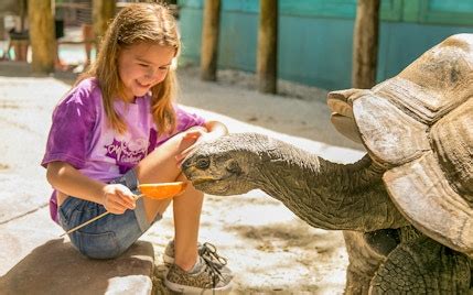 Gatorland Shows in 2024 with Florida's Most Famous Reptiles