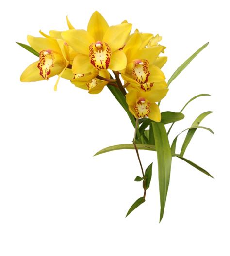 Free Yellow Flowers Transparent, Download Free Yellow Flowers ...