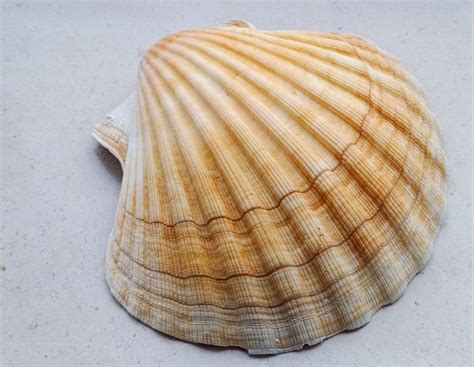 Giant Scallop shell, Scallop shells, Genuine seashells, Craft supplies, Seashells, Shells ...