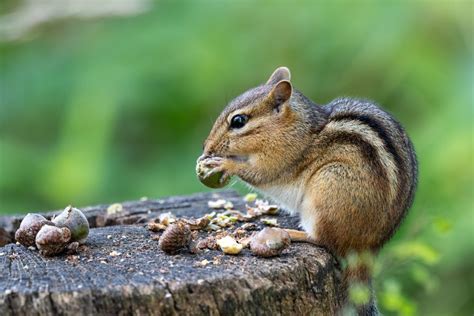 Chipmunk Poop vs. Mouse Poop - Synergy²