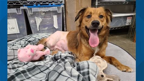 Severely injured dog gets second chance at life | wzzm13.com