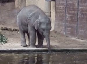 Baby Elephant GIF - Find & Share on GIPHY