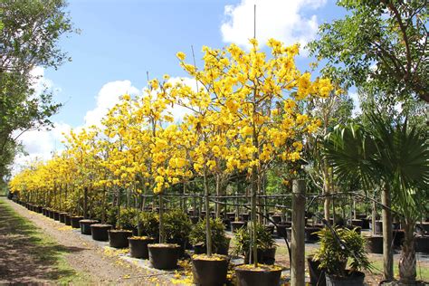 Tabebuia Tree Care - How To Care For Trumpet Tree? | Treeworld Wholesale