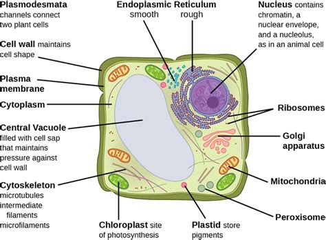 Plant Cell Diagram Cytoskeleton - Studying Diagrams