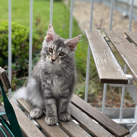 Lovely Maine Coon Kittens available