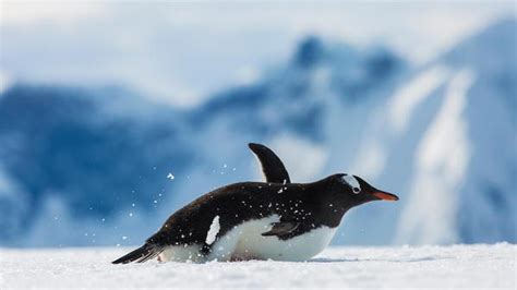 Antarctica Cruises & Tours in 2024 & 2025 - G Adventures