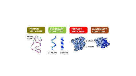 Proteins Notes | Knowt