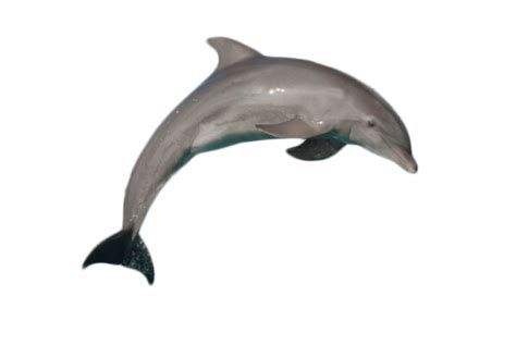 Download Silver Bottlenose Dolphin Jumping PNG Image for Free