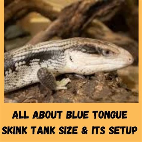 What Size Tank Does A Blue Tongue Skink Need? (2022 Guide)