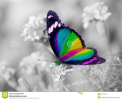 Rainbow Butterfly Colorful Wings Stock Photos - Image: 30774133 Butterfly Mask, Orange Butterfly ...