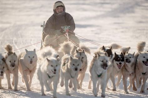 Are Sled Dogs Part Wolf