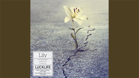 Lily - YouTube Music