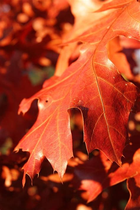 Red Oak Leaves stock photo. Image of season, oaks, bright - 1764866