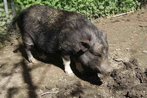 How Big do Pot Bellied Pigs Get? | Pet Pig World