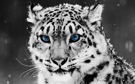 🔥 [50+] Apple Snow Leopard Wallpapers | WallpaperSafari