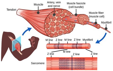 Skeletal Muscle Tissue Labeled Diagram