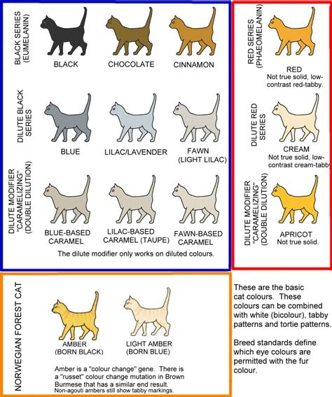 23 Cat Coat Colors Chart Collection – See more ideas about pets, cute animals, animals.