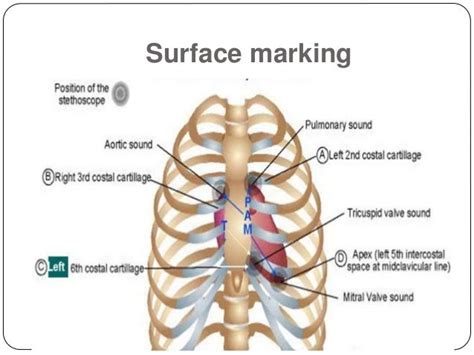 Cardiothoracic anatomy