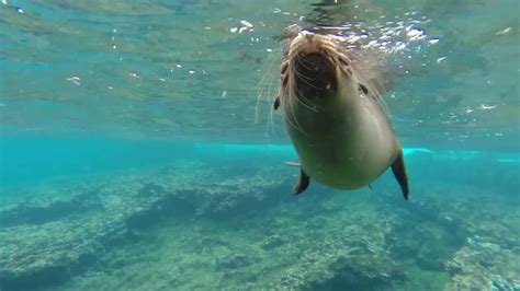 Snorkeling in the Galapagos 2016 - YouTube