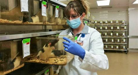 Animal Experimentation in Research - Ethical or Not? - Lavender + Lab Coats