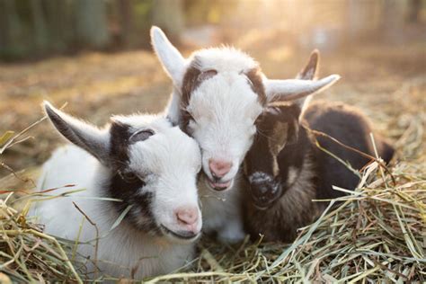 Baby Goat Hd Wallpapers