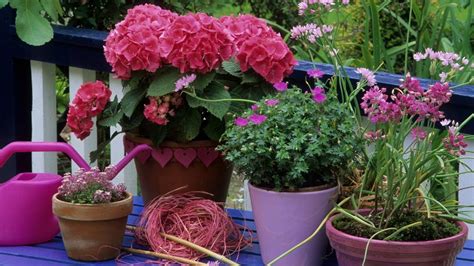 Plantas de exterior para que tu balcón o terraza parezcan un jardín