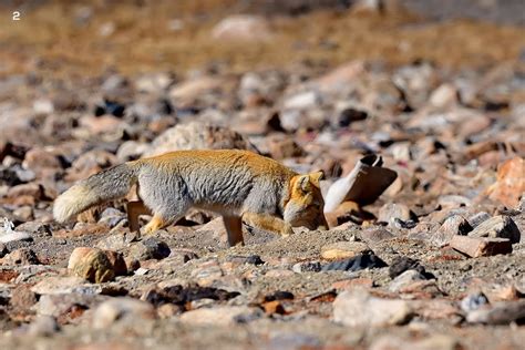 While sand foxes prefer hunting alone, spotting a hunting pair is ...