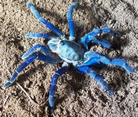 Cobalt Blue Tarantula Care Sheet & Feeding Guide - Reptileszilla