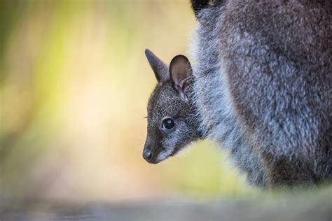 Bennett’s Wallaby Joey | Sean Crane Photography