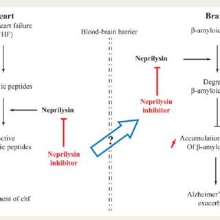 (PDF) Neprilysin, cardiovascular, and Alzheimer's diseases: The therapeutic split?