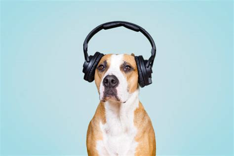 6,600+ Dog With Headphones Stock Photos, Pictures & Royalty-Free Images - iStock