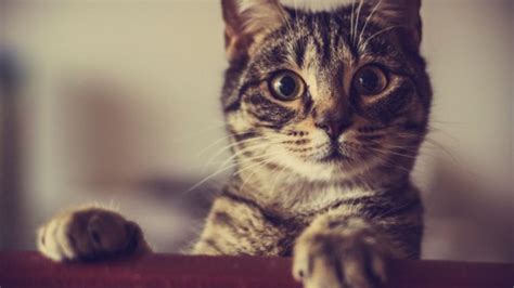 FIV in Cats: Symptoms, Causes, and Treatment | PetMD