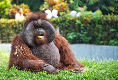 Jakarta Traveling Guidance: Ragunan Wildlife Park, Zoo In South Jakarta