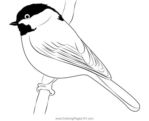 Chickadee Coloring Page