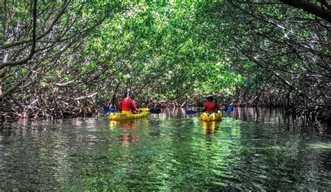 Fajardo Bioluminescent Kayaking Puerto Rico Tour | Bio Bay