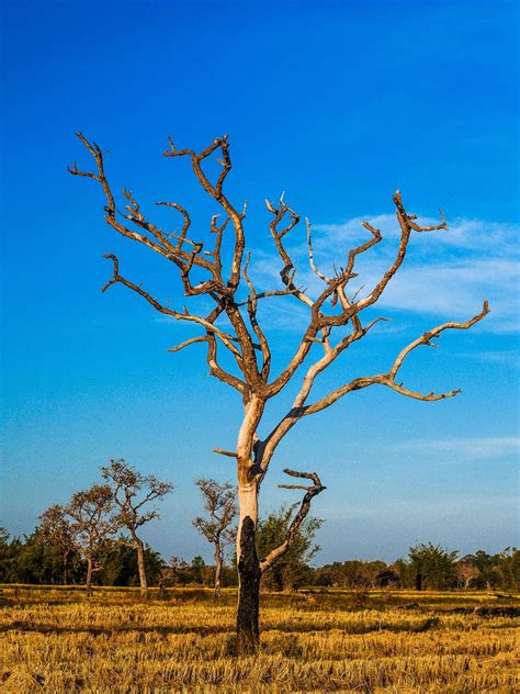 Dead Tree , Silhouette Tree Background Free Stock Photo - Public Domain Pictures