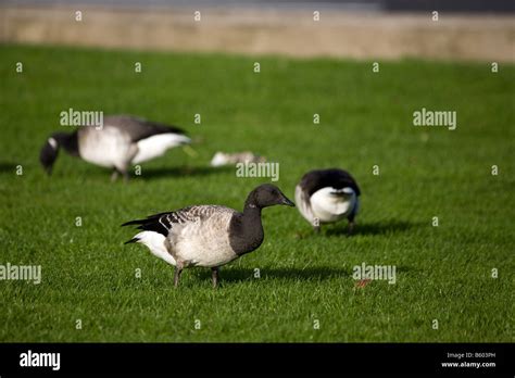 Goose brent ireland migration hi-res stock photography and images - Alamy