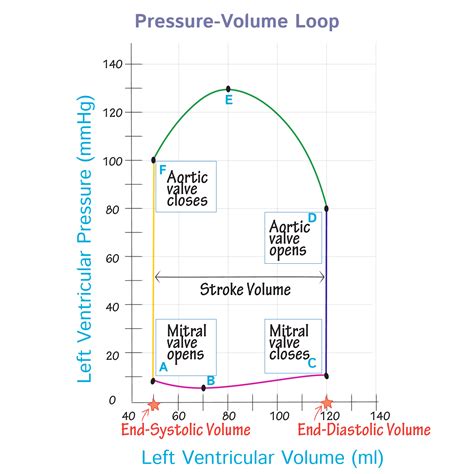 Pressure-Volume Loop in a Cardiac Cycle - Physiology Flashcards | ditki medical and biological ...